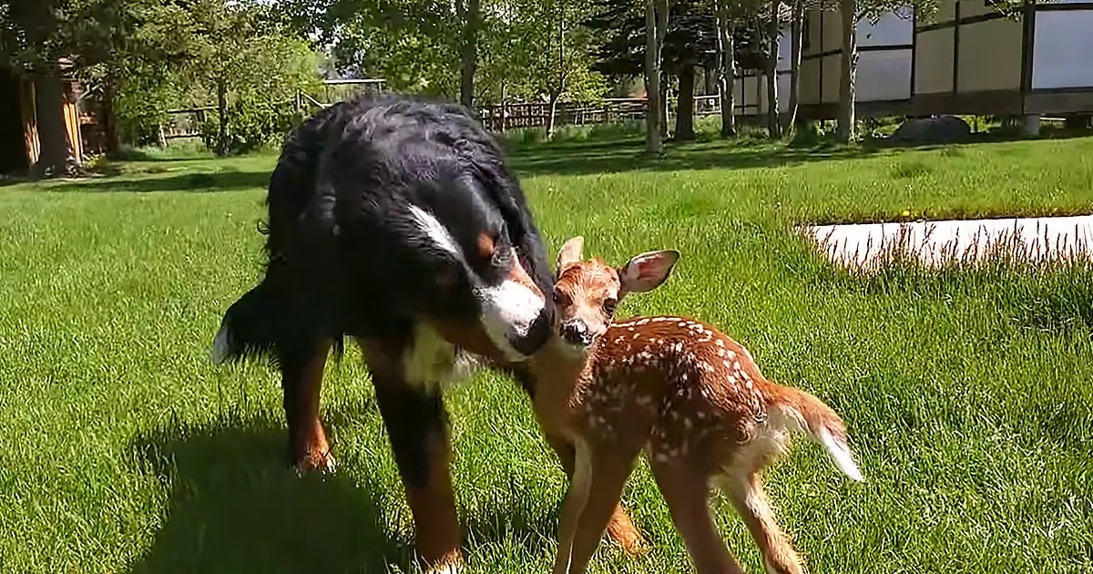 Abandoned Baby Deer Finds Unlikely Foster Dad in Bernese Mountain Dog