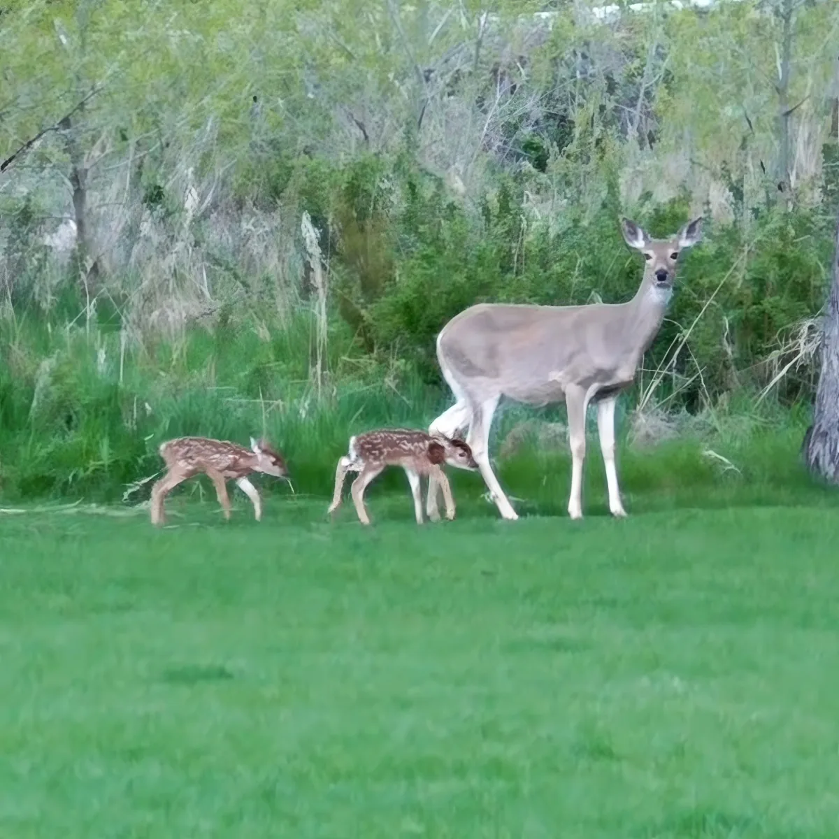 A doe and two fawns stand on a grassy field near a wooded area.