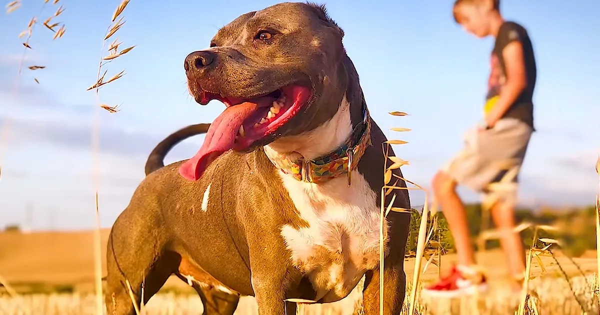Heartwarming Moment 'Fighting' Pit Bull Gets New Lease on Life