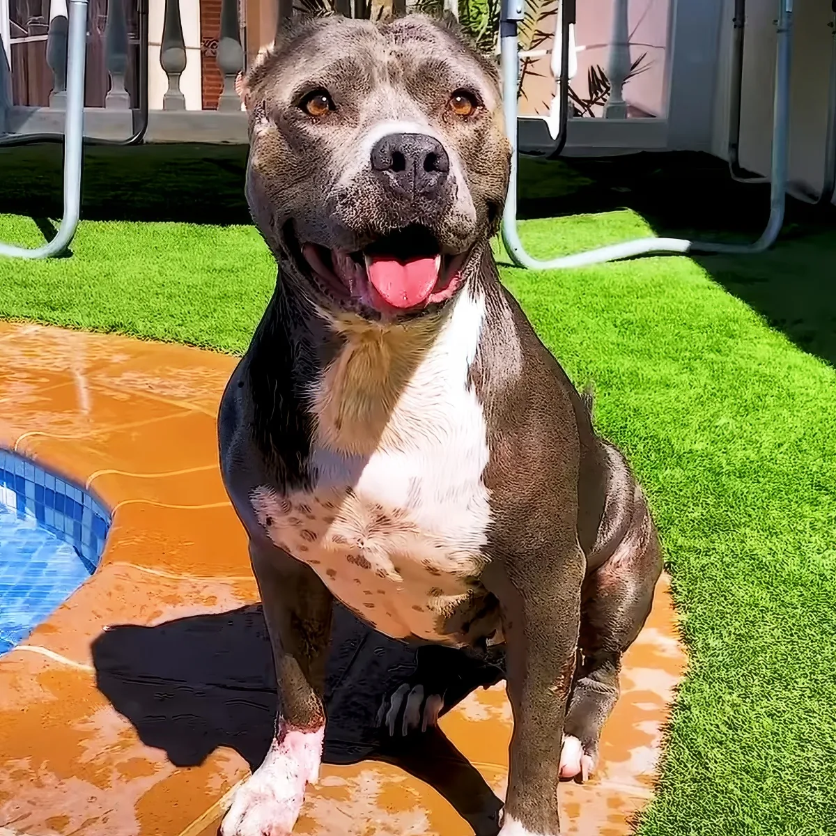 A happy pit bull with a white chest sits on a wet orange surface, tongue out, in a backyard with green grass and a pool.