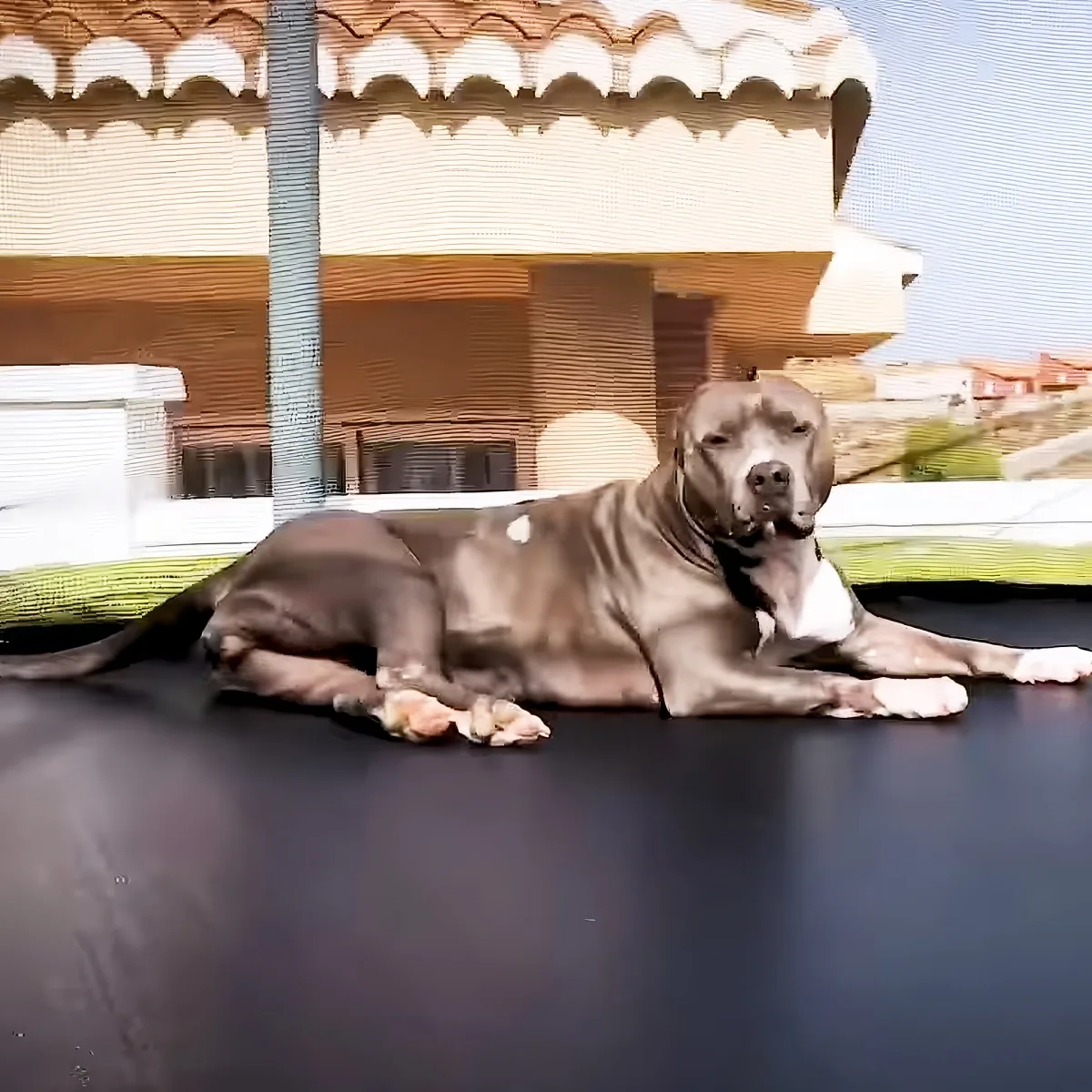 A large dog with a short coat lies relaxed on a dark surface, with a building and a pole in the background.