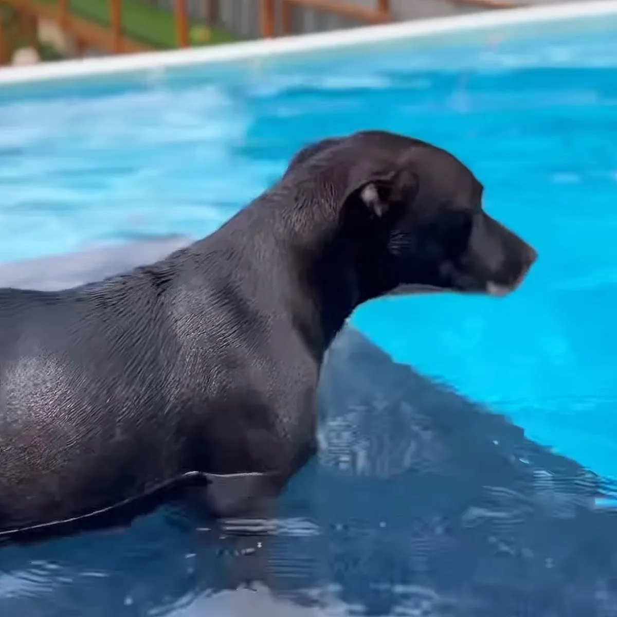 A black dog is partially submerged in a swimming pool, gazing to the side.