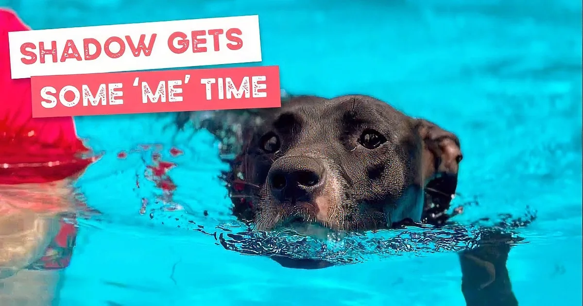 Rescued Mama Staffy Takes a Well-Earned Break in the Pool