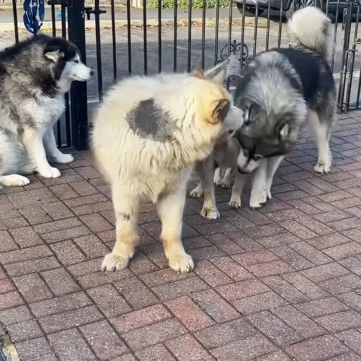 Three fluffy dogs, one light brown and two gray, are interacting on a brick pavement near a black metal fence.