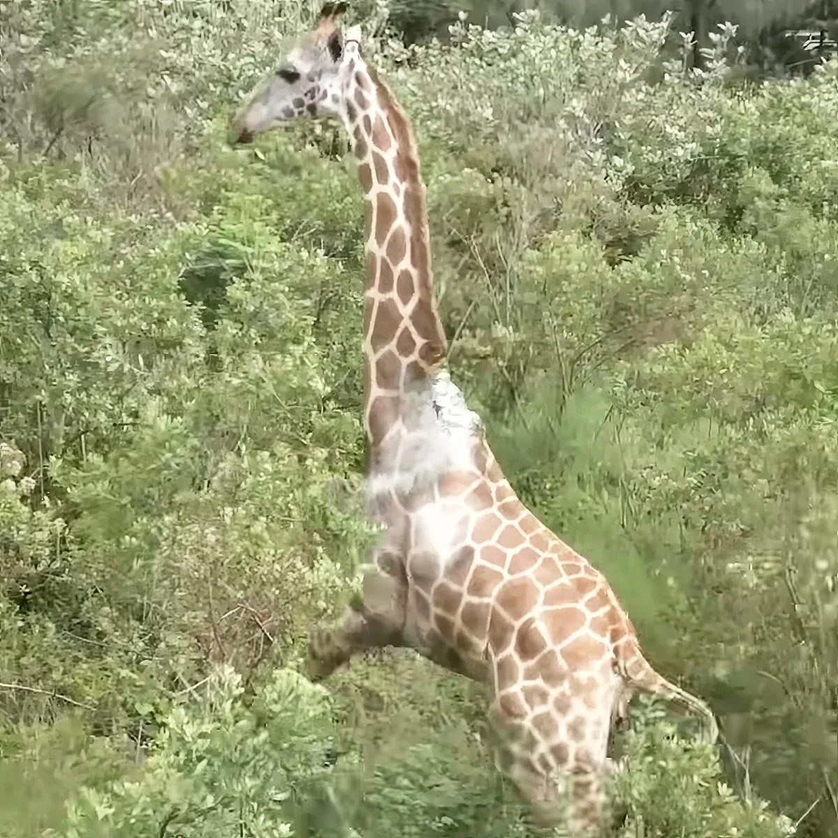 A giraffe stands amidst lush greenery, its long neck reaching upwards.