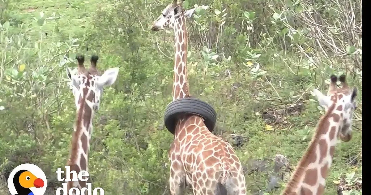 A giraffe with a tire around its neck stands amidst a pile of wood and greenery.
