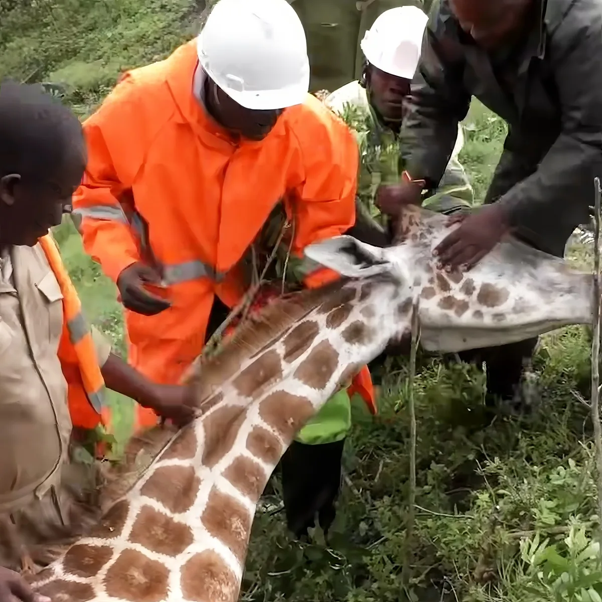 A group of people in orange and green uniforms tend to a giraffe in a grassy area.