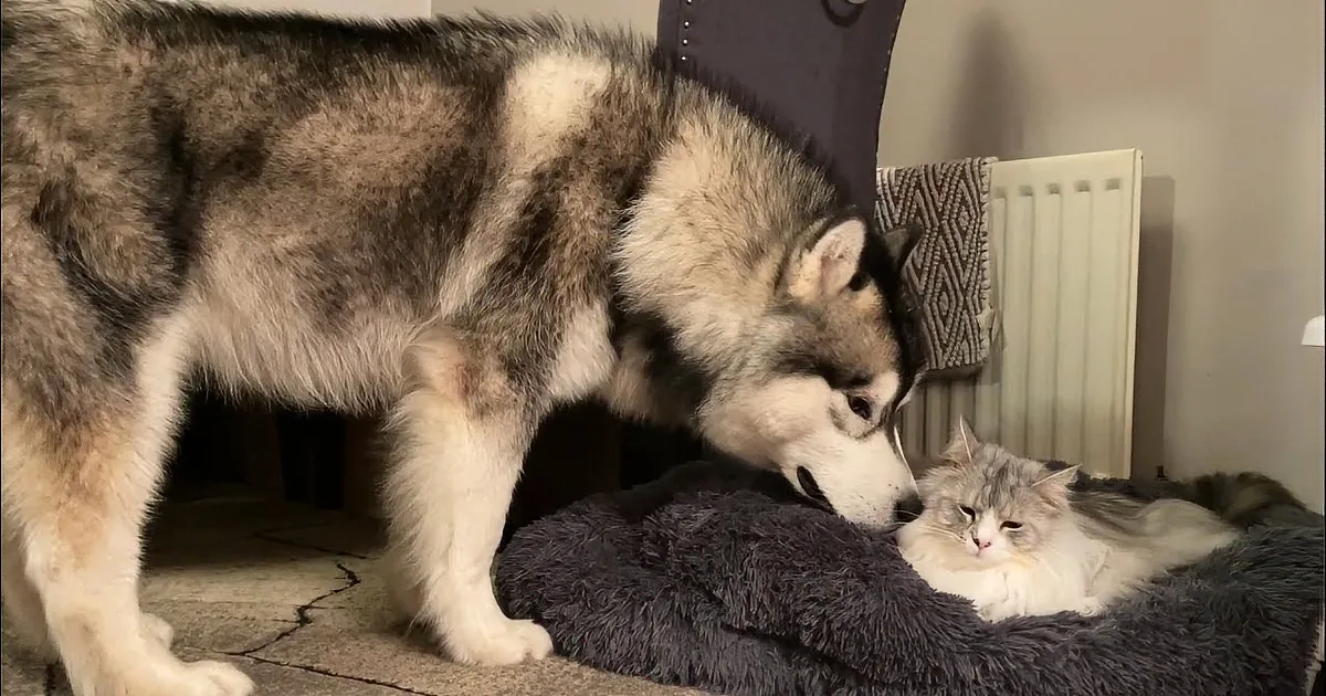 Fearless Cat Steals Giant Husky''s Bed and Refuses to Budge