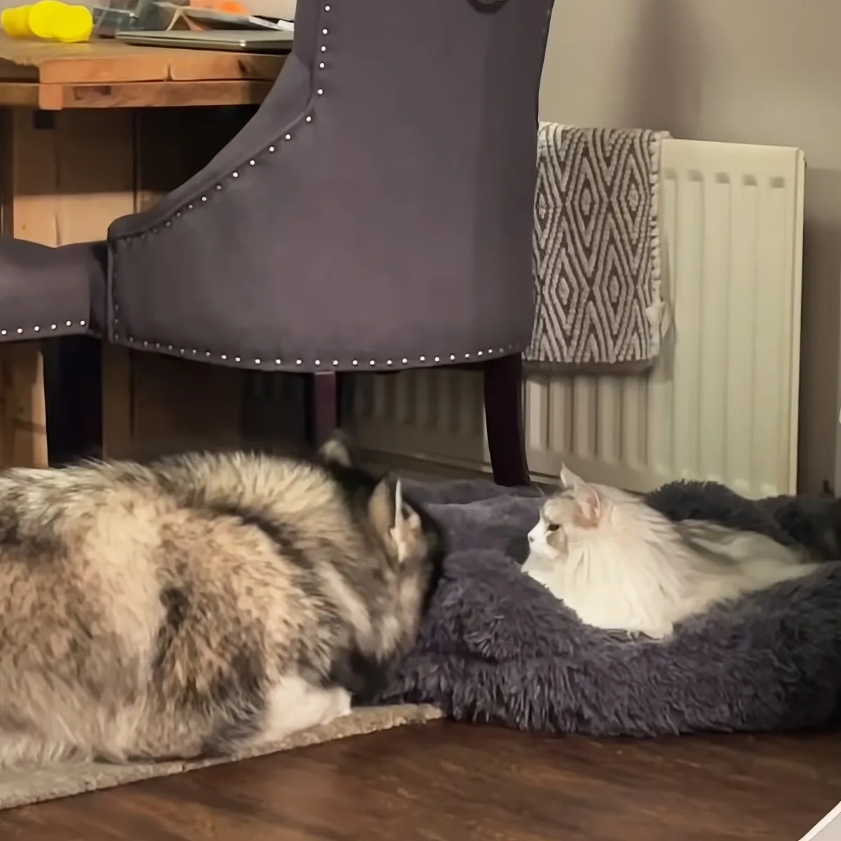 Husky and cat