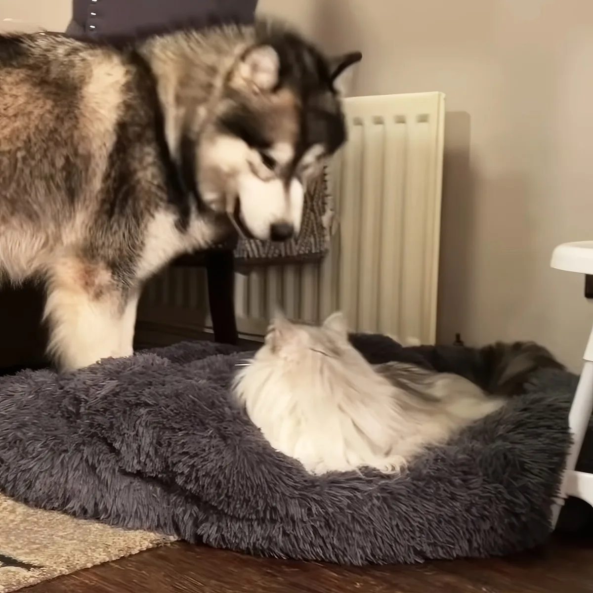 Husky and cat