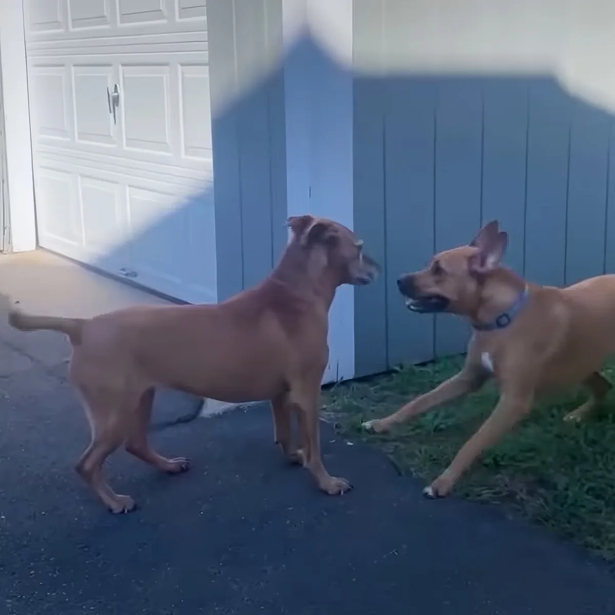 Pitbull puppy and senior pittie