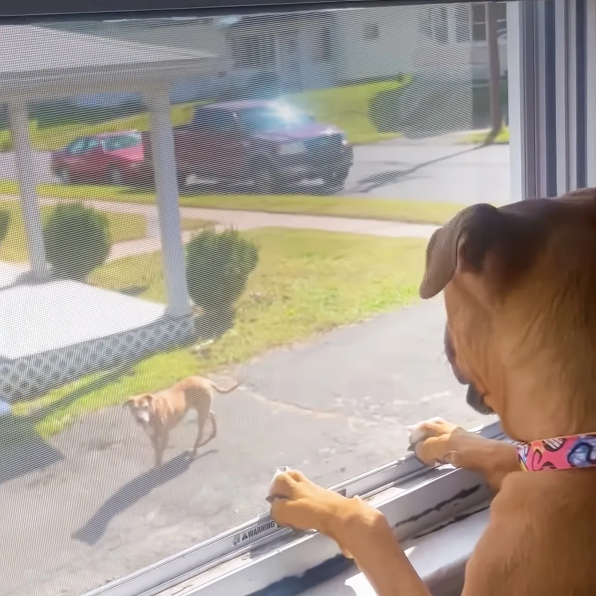 Pitbull puppy and senior pittie
