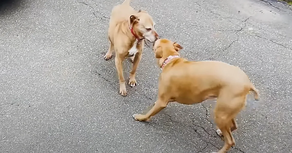 Playful Pitbull Puppy Makes Friends With Aloof Senior Pittie