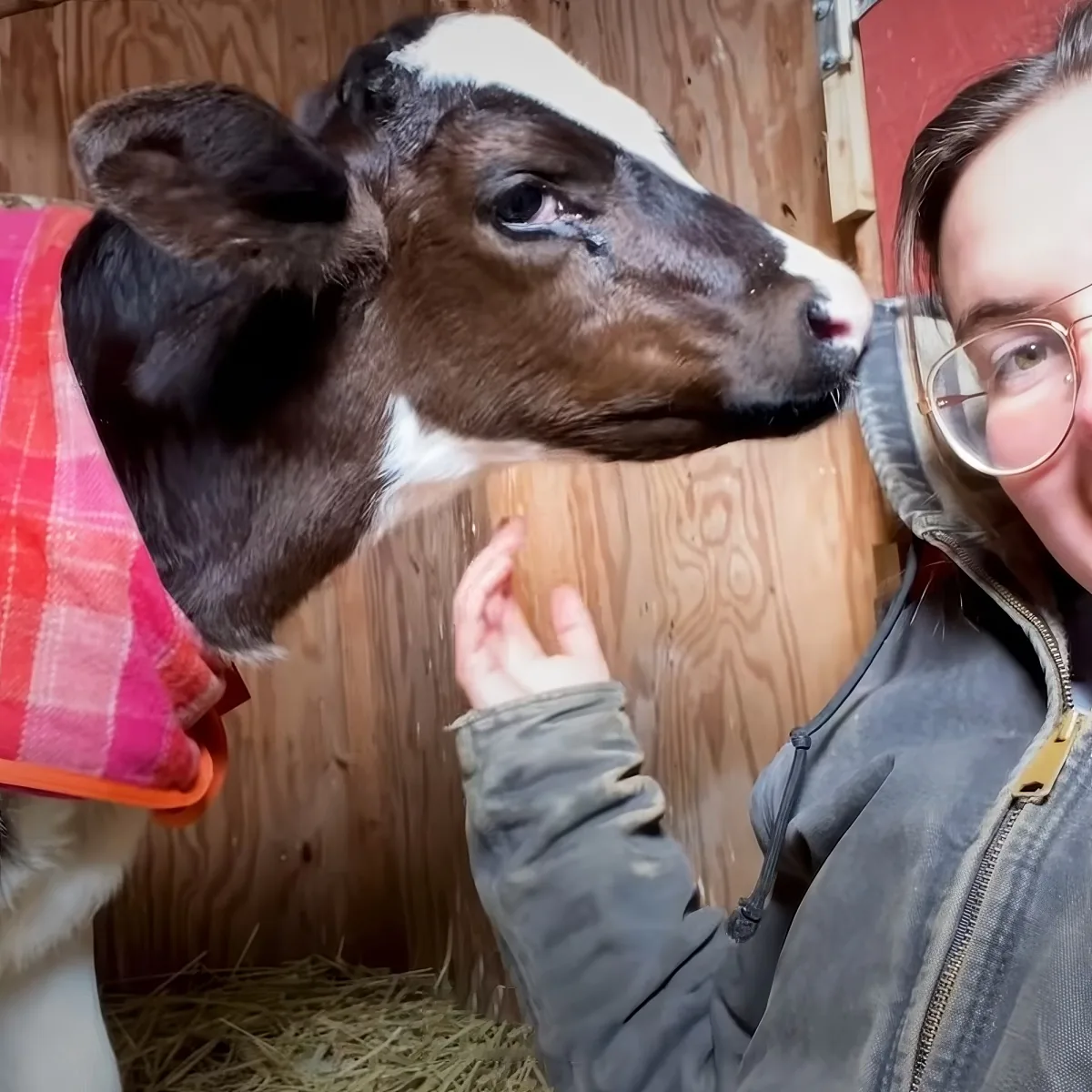 A person wearing a plaid shirt pets a brown and white calf in a barn.