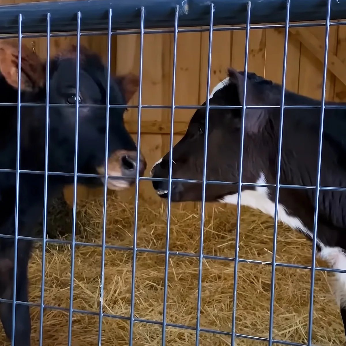 Two black and white calves are interacting through a metal fence in a barn with hay on the ground.