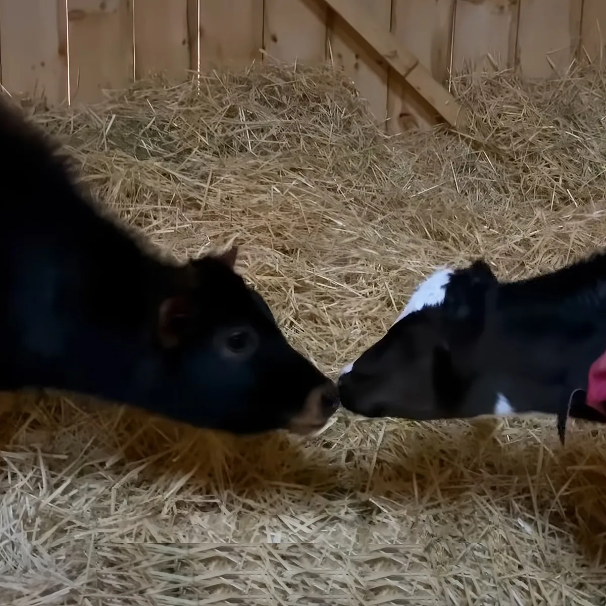 Two black and white calves face each other in a barn with straw bedding.