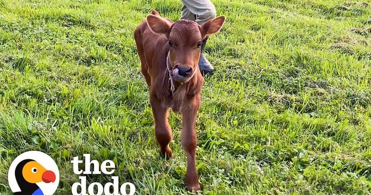 2 Rescued Cows Fall in Love and Become Inseparable