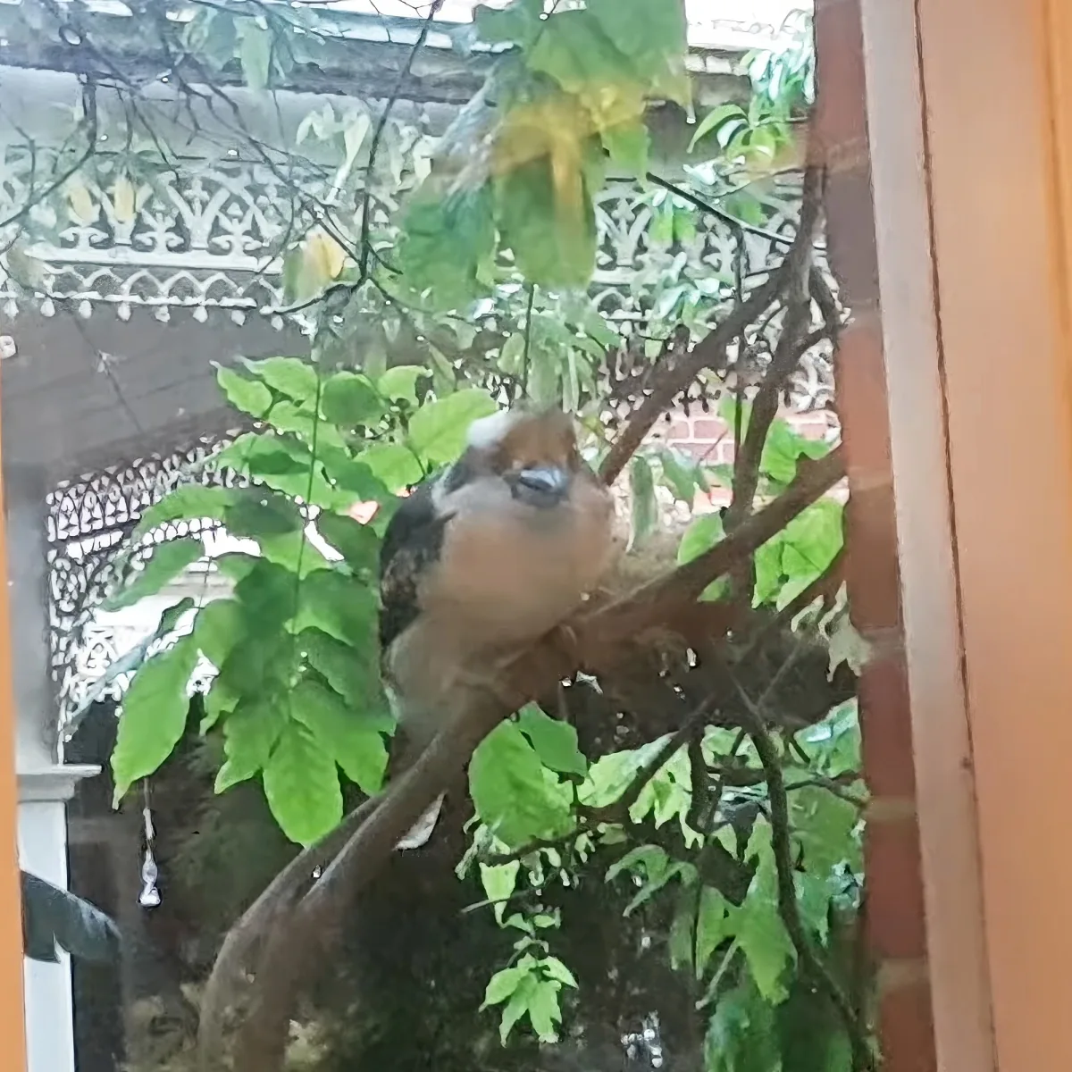 A bird perched on a tree branch amidst green leaves, with a building and decorative lattice in the background.