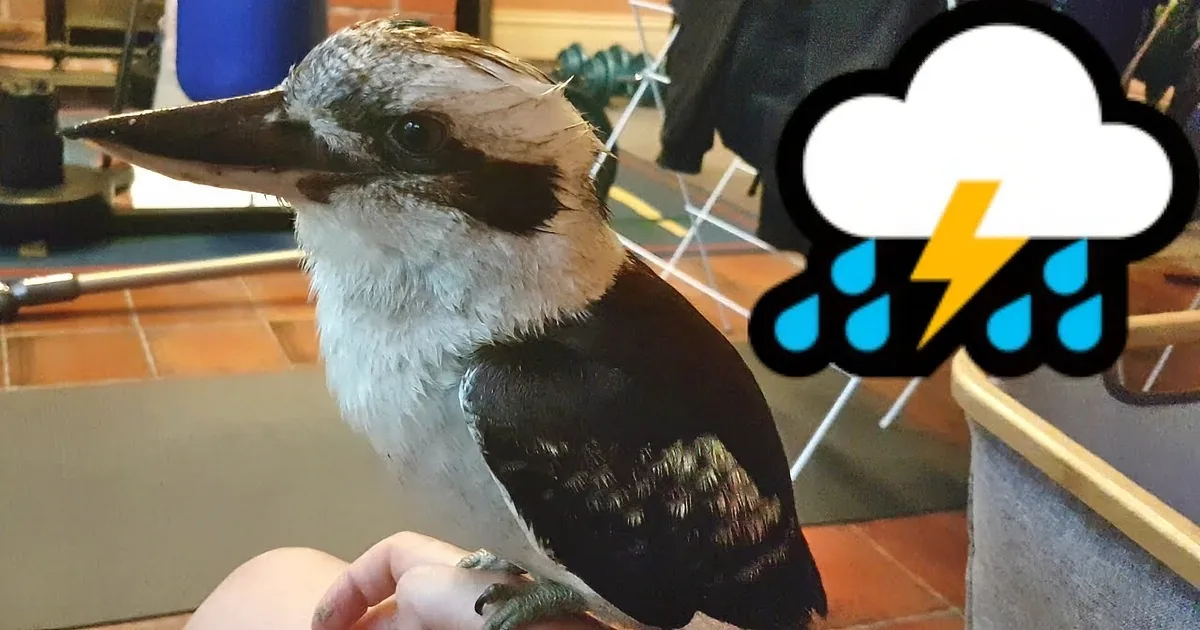 A kookaburra perches on a person's hand in a room with various items and a brick wall.