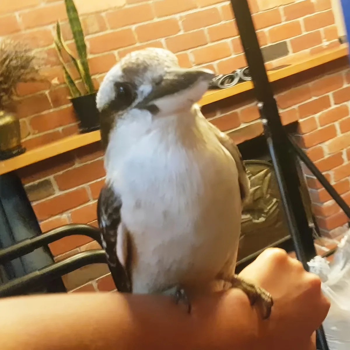 A person holds a white and brown bird with a black beak, perched on their hand.