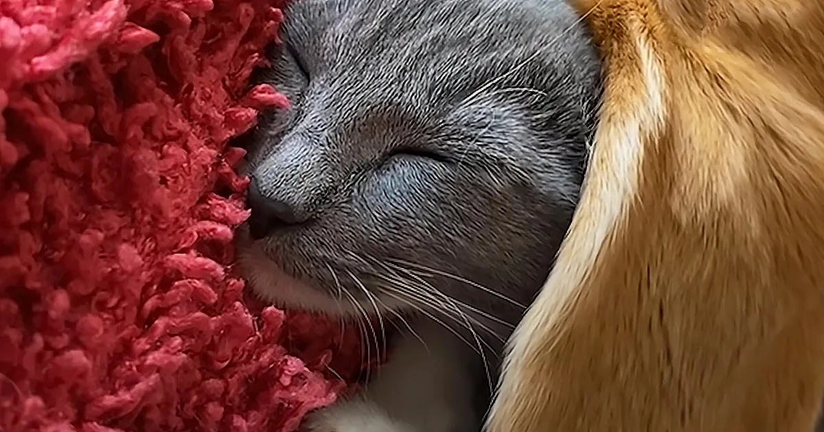 Adorable Kitten Uses Beagle''s Ear as a Blanket