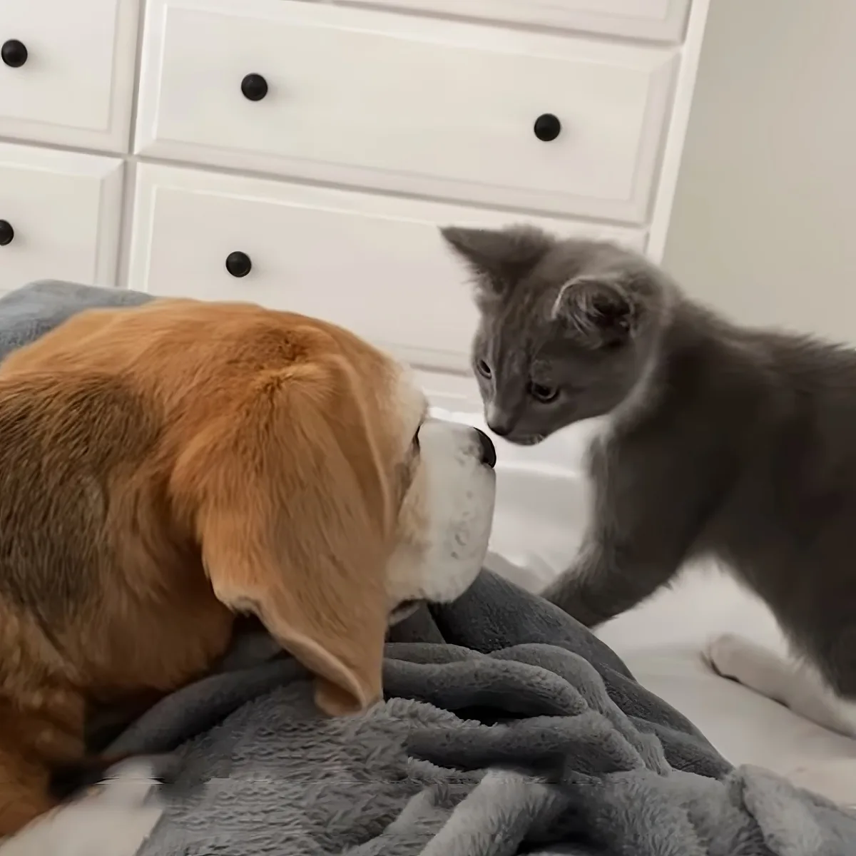 Kitten and dog