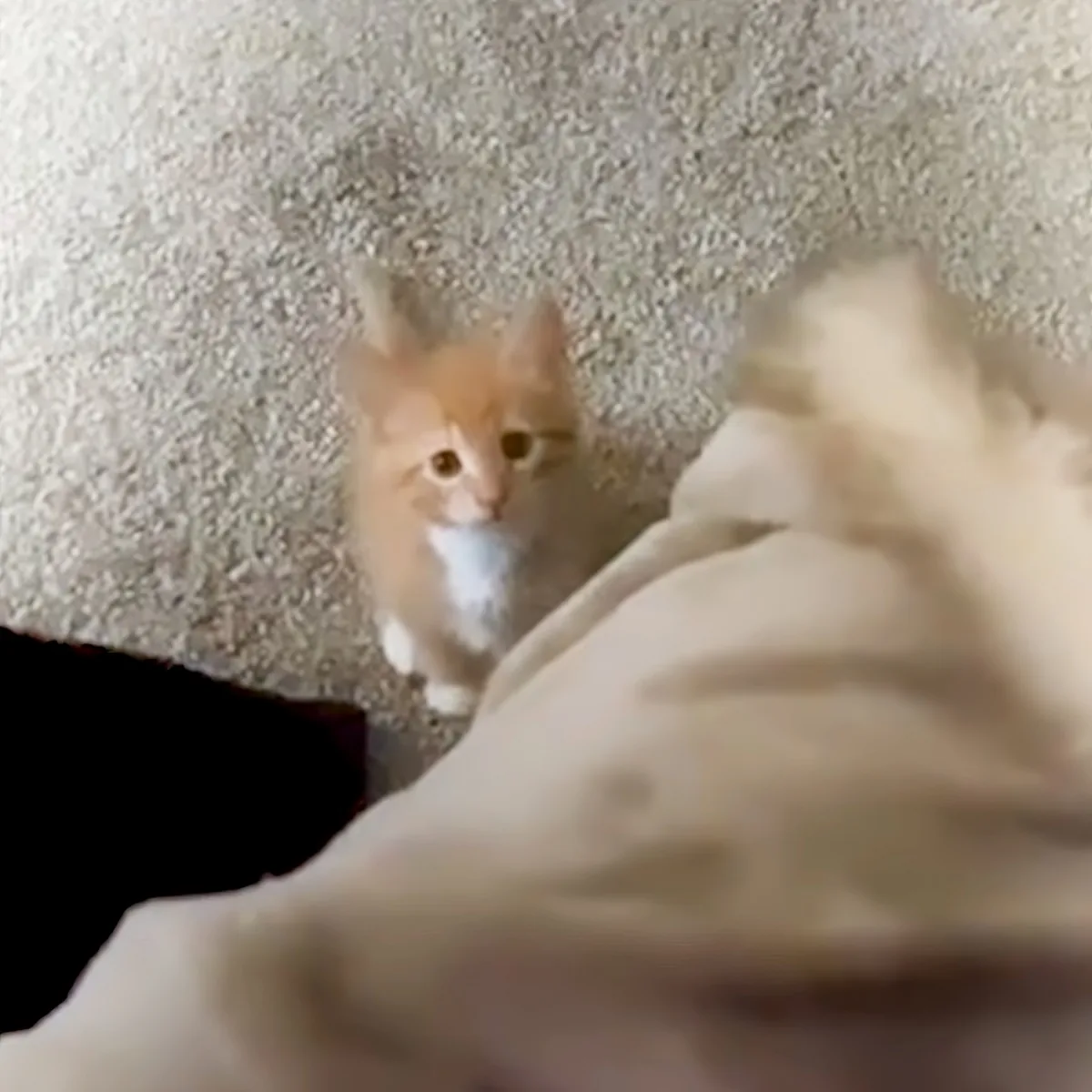 A fluffy orange and white kitten sits on a textured surface, looking up at something off-camera.
