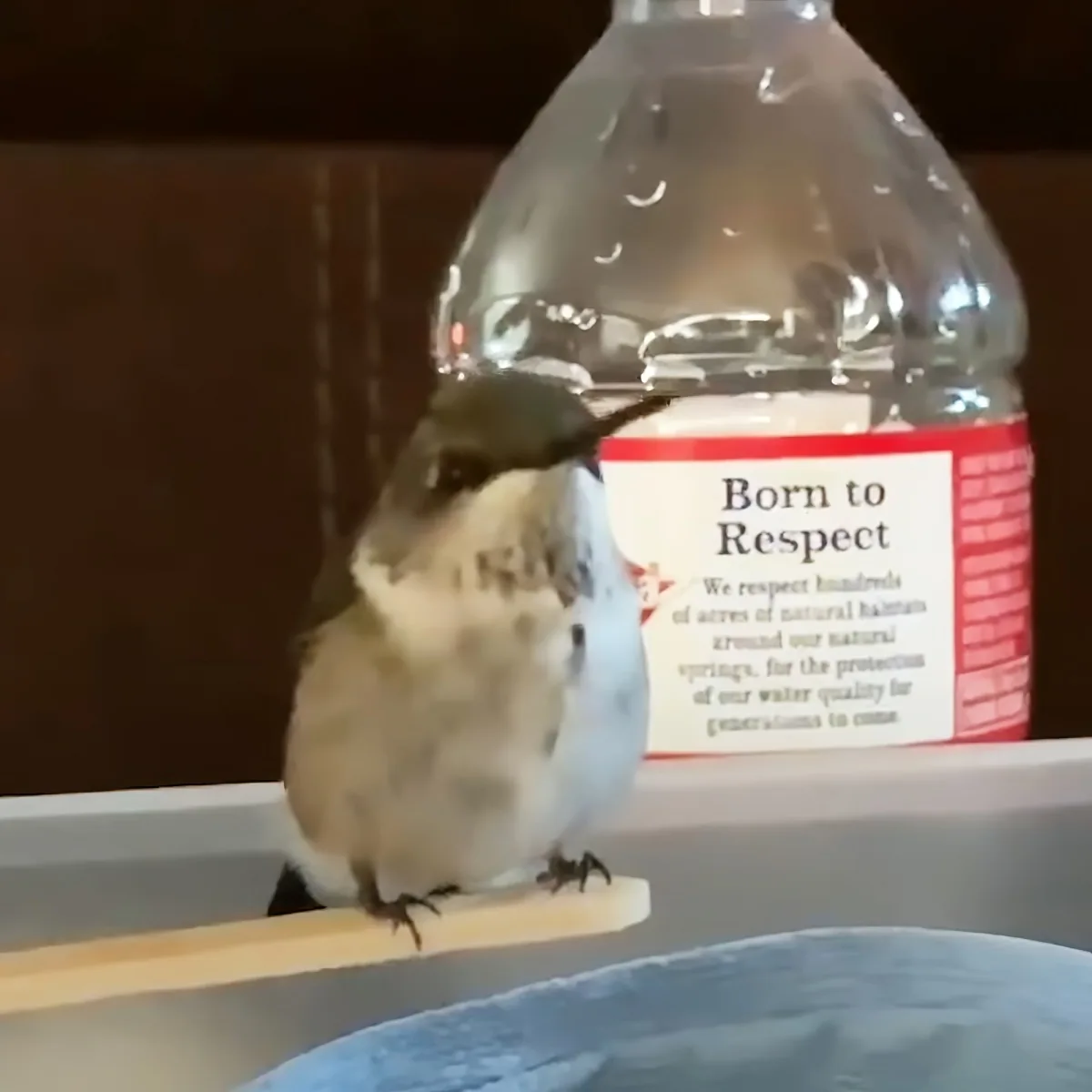 A bird perches on a wooden stick near a water bottle labeled "Born to Respect."
