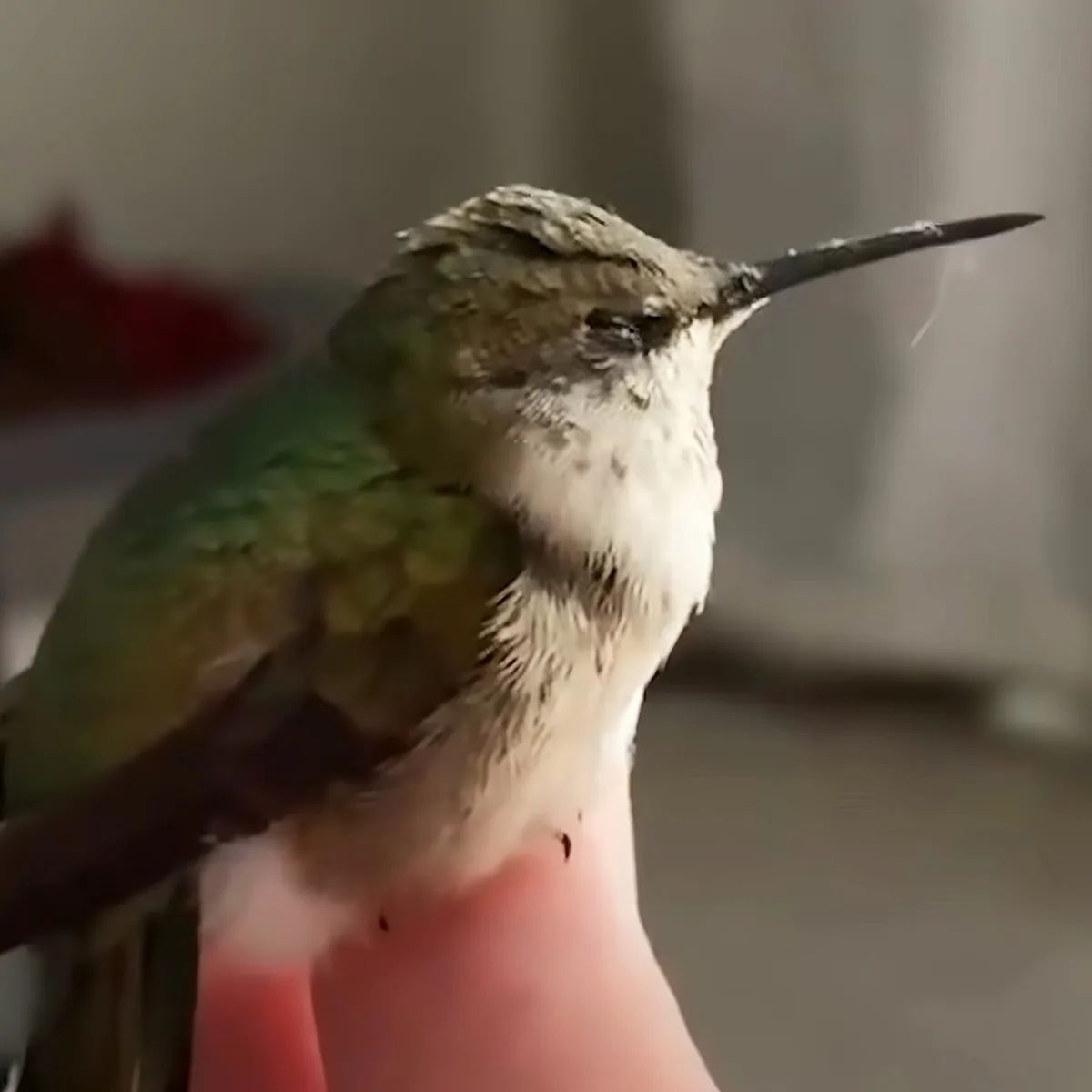 A close-up of a hummingbird perched on a person's finger, showcasing its green and white plumage.