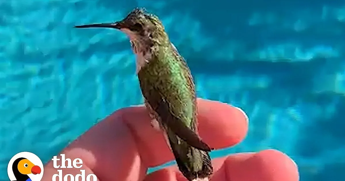 Rescued Baby Hummingbird Uses Popsicle Stick as Perch