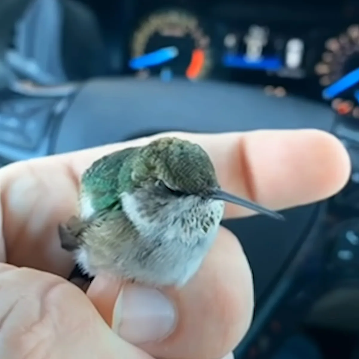 A small hummingbird with a green head and white chest perches on a person's hand inside a car.
