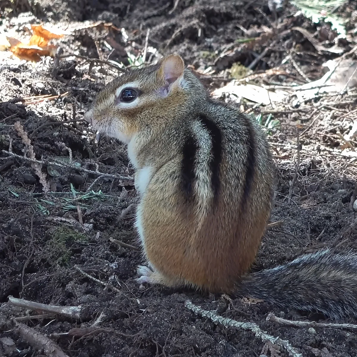 A chipmunk with brown and white fur stands on dark soil, surrounded by twigs and leaves.