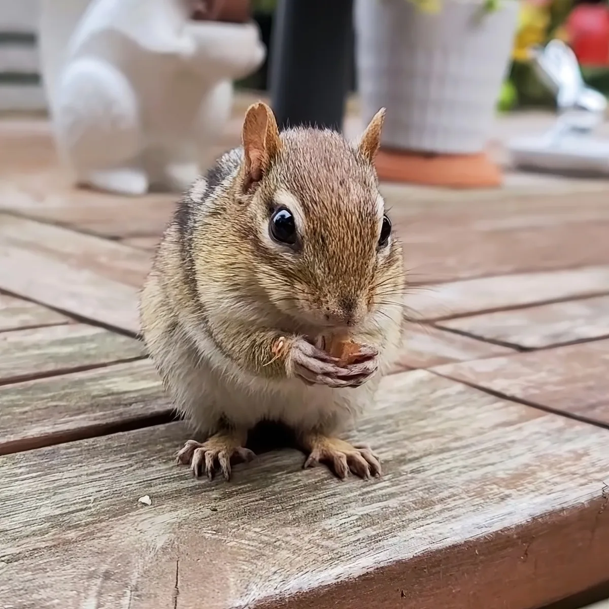 A chipmunk sits on a wooden surface, holding and eating something in its paws.
