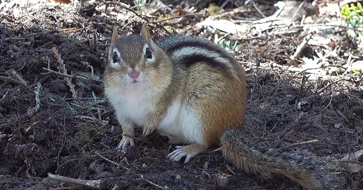 A chipmunk with striped fur sits on soil, surrounded by twigs and patches of greenery.