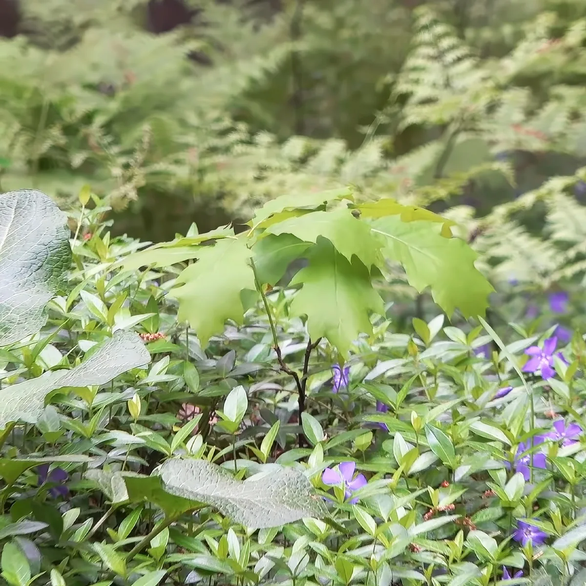 A close-up of a green leafy plant with purple flowers in a lush garden setting.