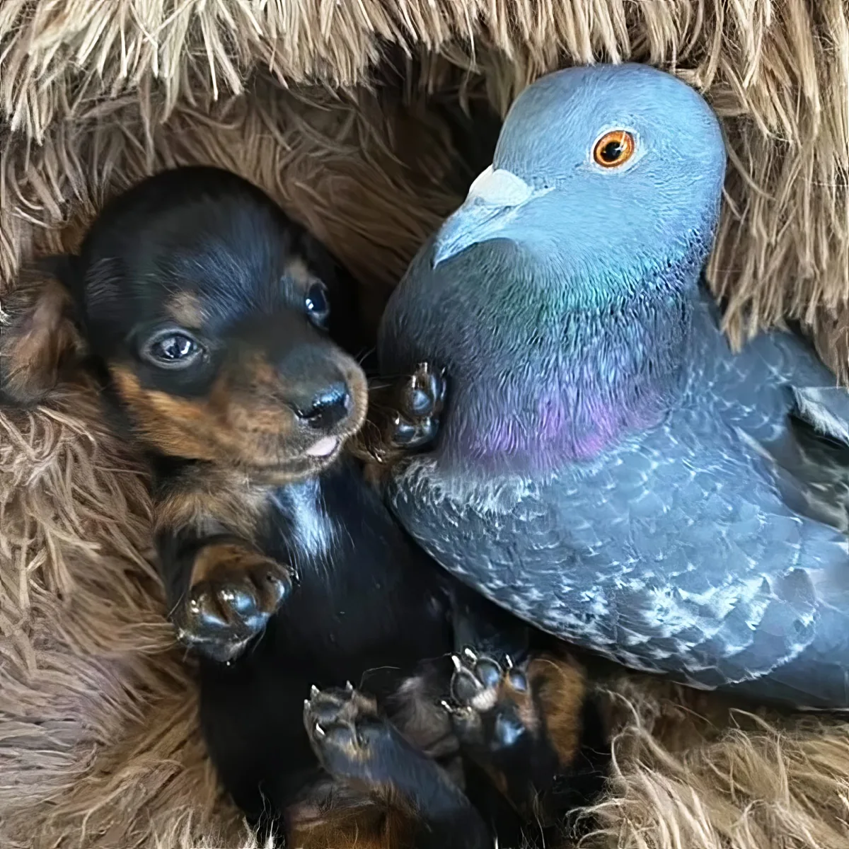 Pigeon and puppy