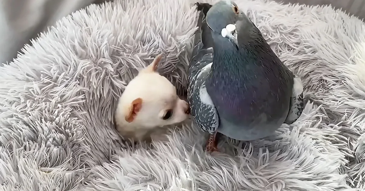 Flightless Pigeon Becomes Nanny to Foster Pups