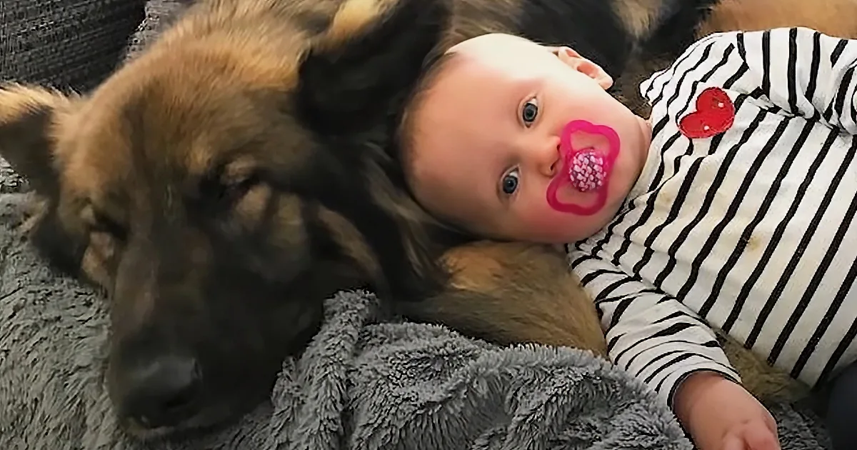 Mischievous German Shepherd Becomes a Good Boy for New Human Siblings