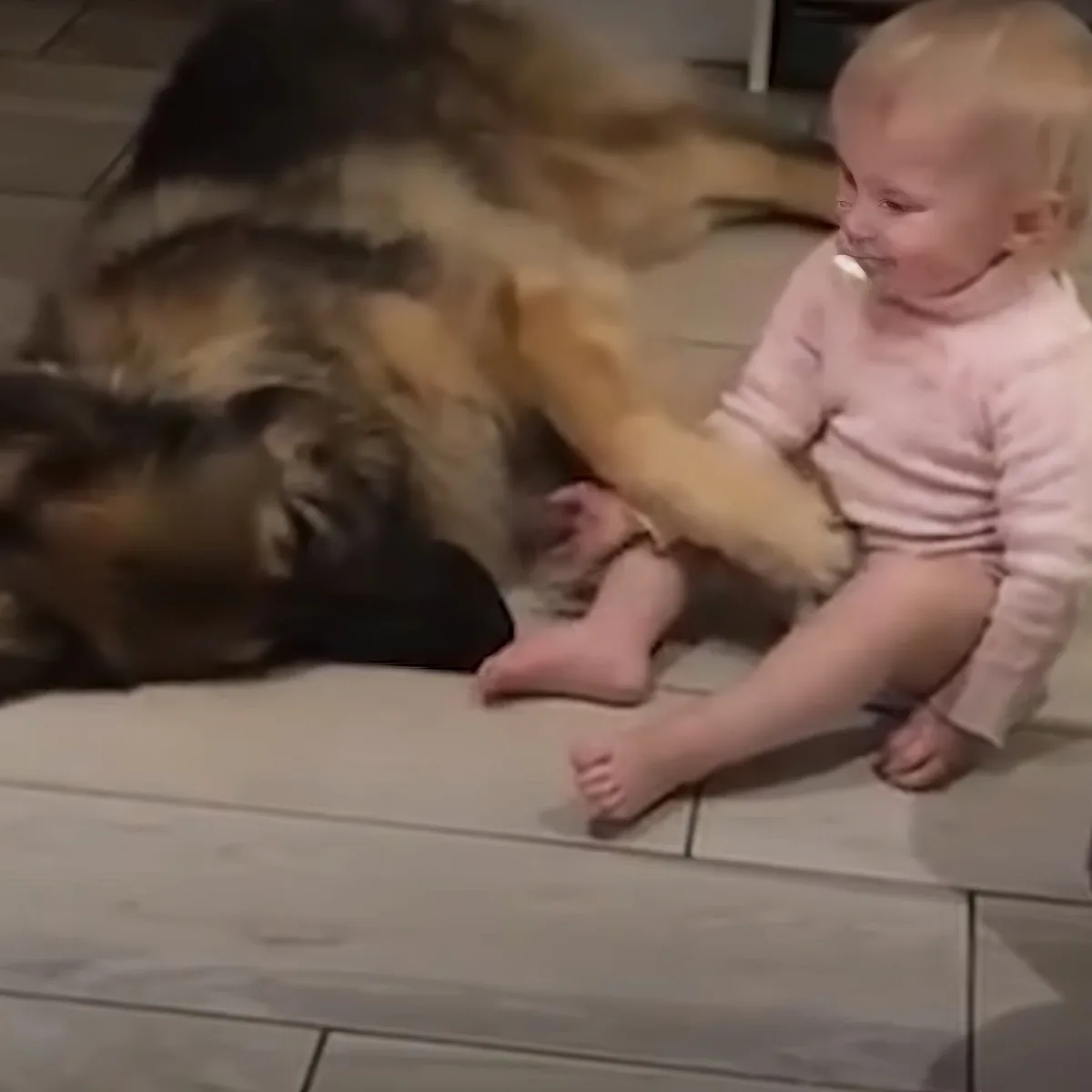 German Shepherd and kid