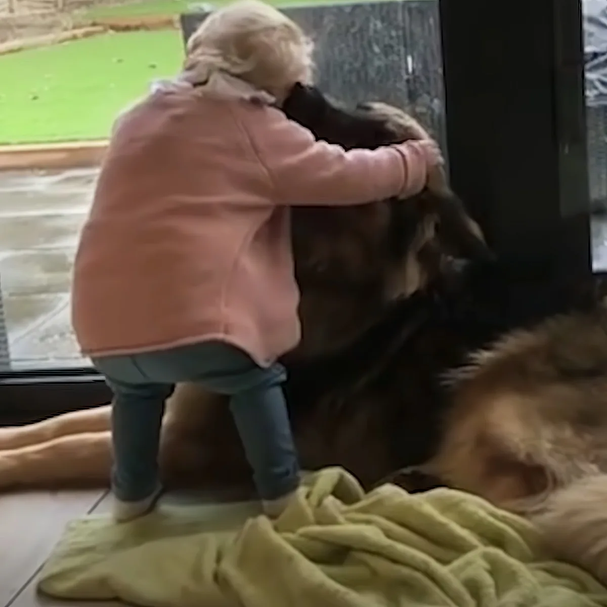 German Shepherd and kid