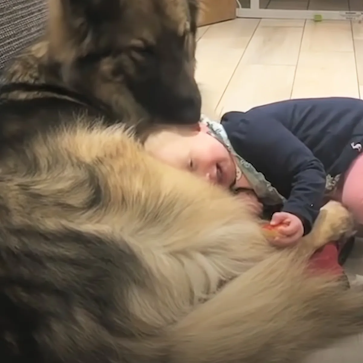 German Shepherd and kid