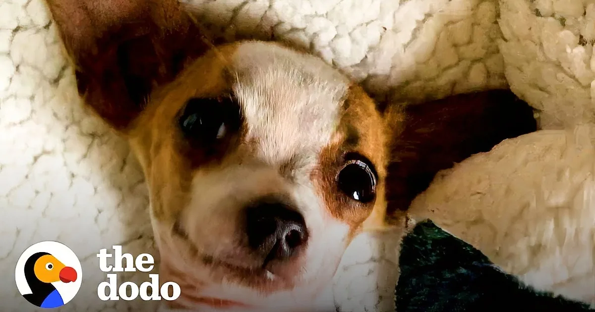 Tiny Rescue Dog Lives in Mama''s Pouch Until He Becomes Confident