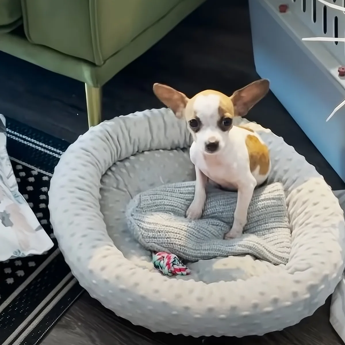 Tiny Rescue Dog