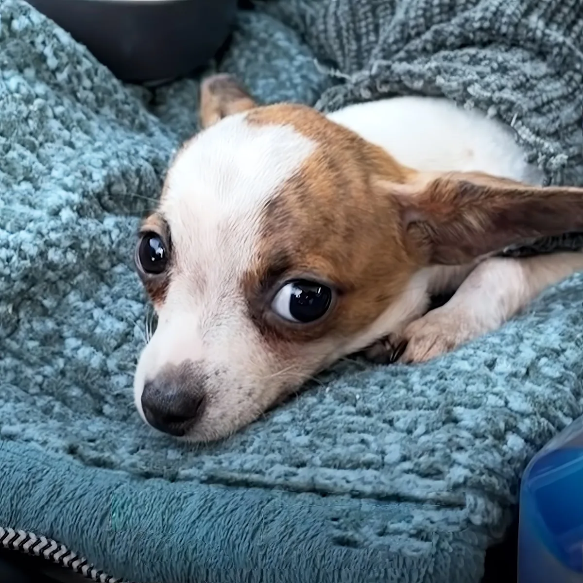 Tiny Rescue Dog