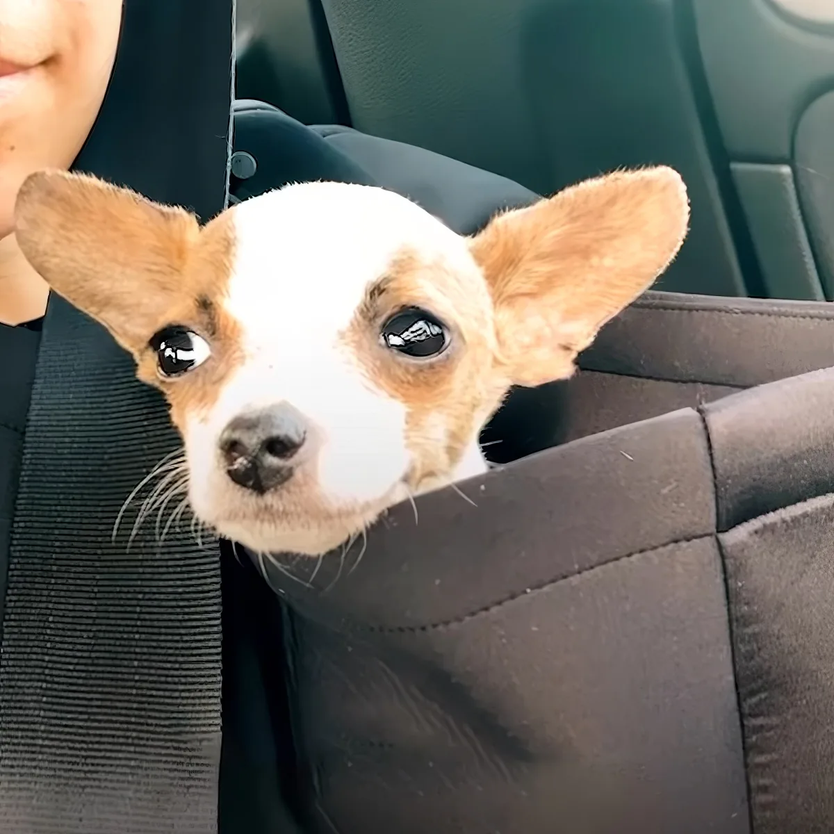 Tiny Rescue Dog