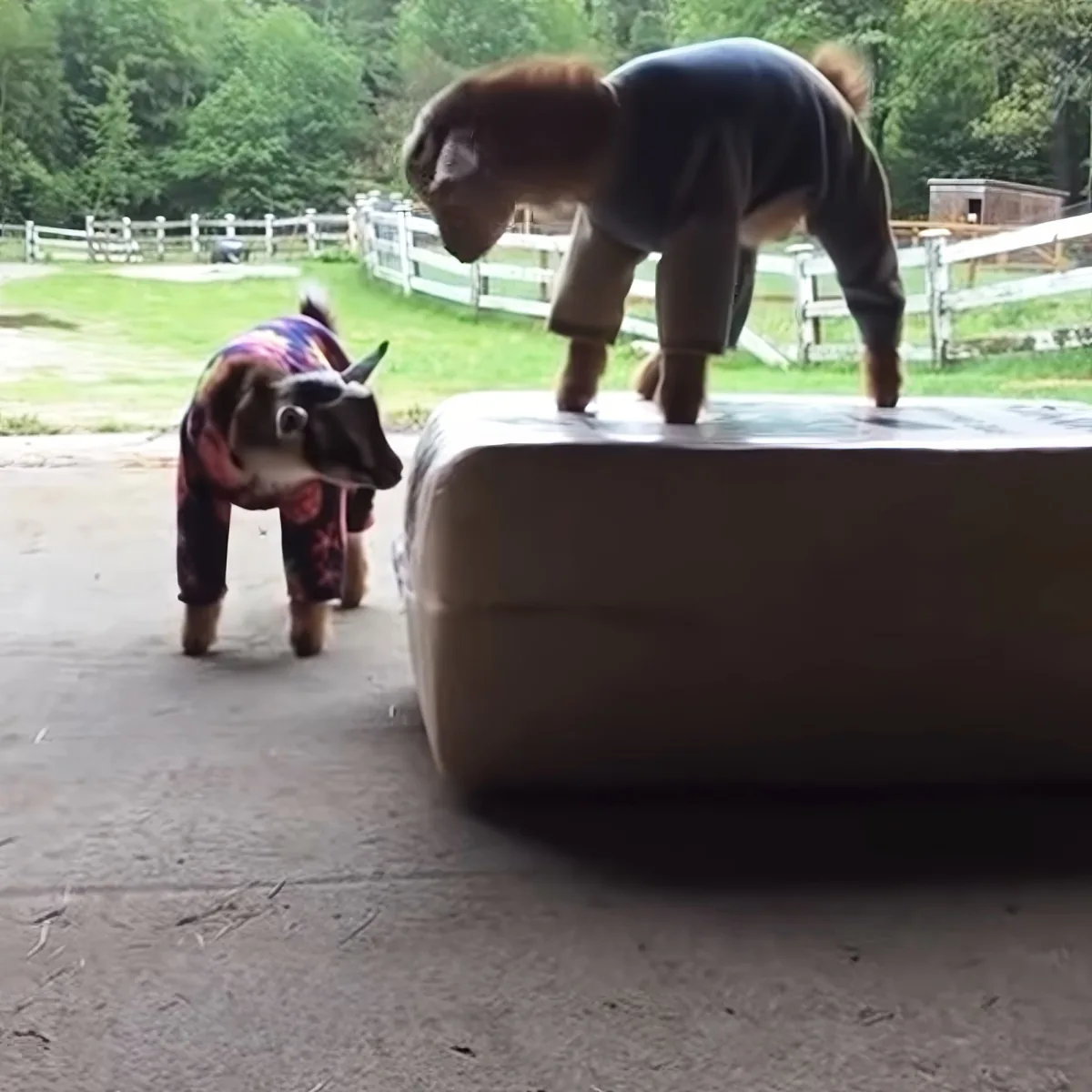 A goat in a colorful outfit stands on a concrete surface, while a larger goat in a dark shirt stands on a raised platform...