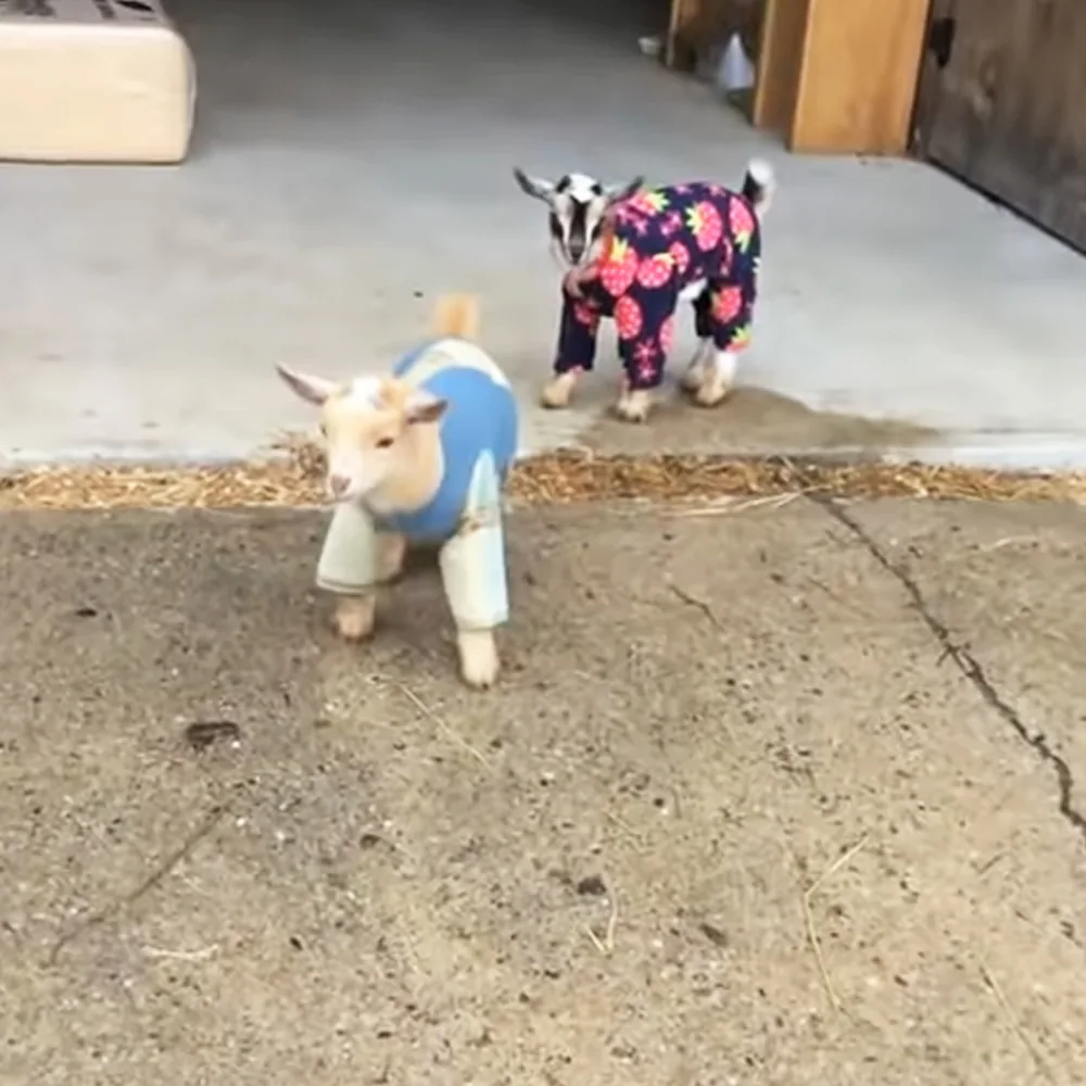 Two goats in colorful outfits stand on a concrete surface, one in a blue and white outfit, the other in a floral pattern.