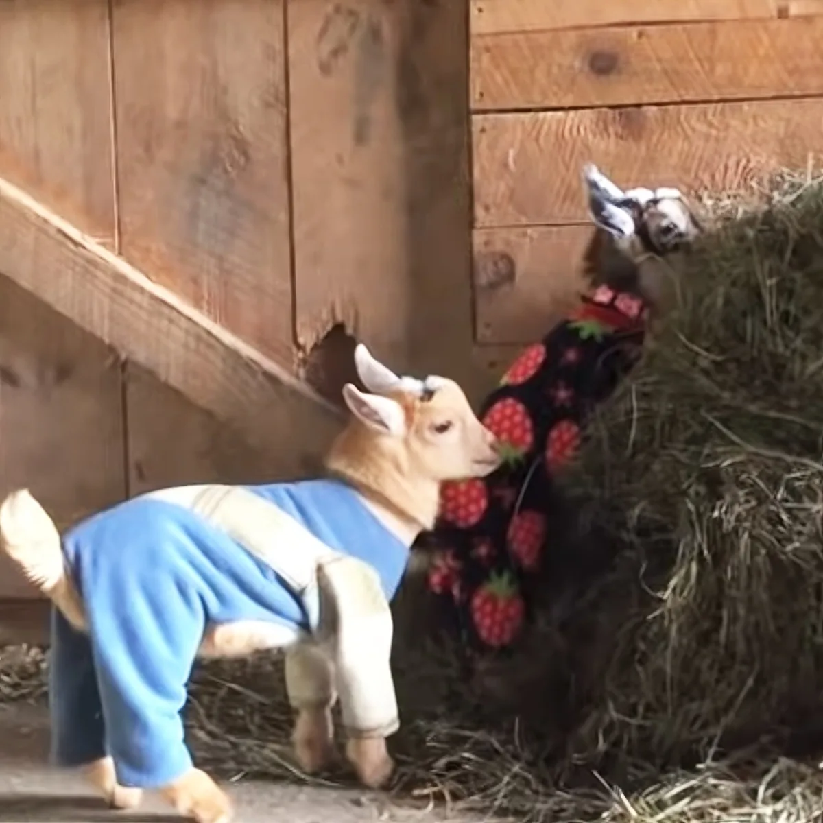 Two goats, one in a blue sweater and the other in a strawberry-patterned sweater, are eating hay.