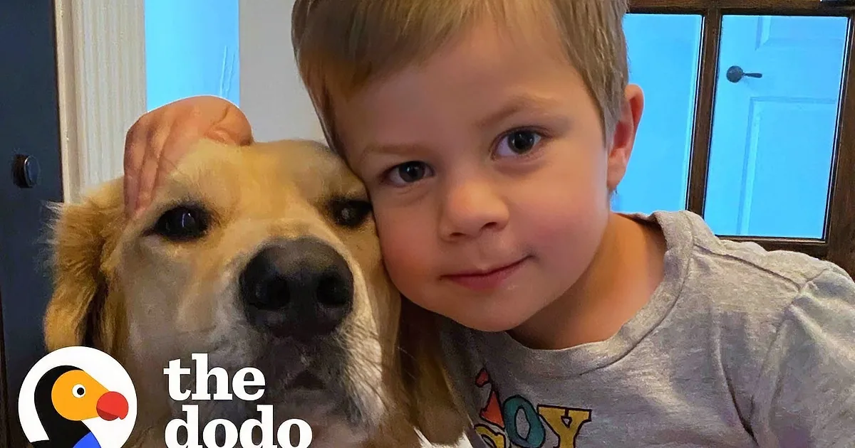 A dog is lying on a bed, appearing to be asleep, with a child partially visible behind it.