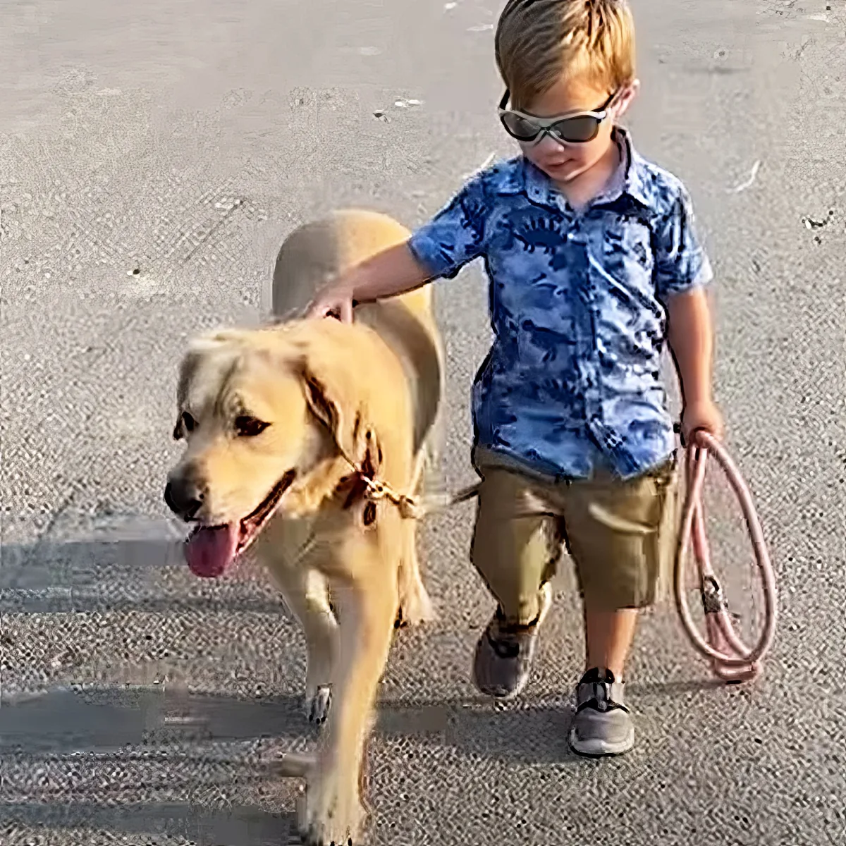 Dogs and baby